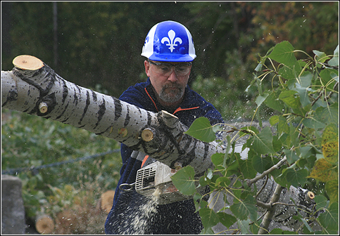 élagage Montréal Rive Nord Rive Sud