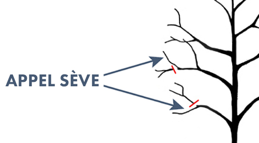 appel sève appel sève