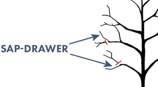 sap drawer sap drawer