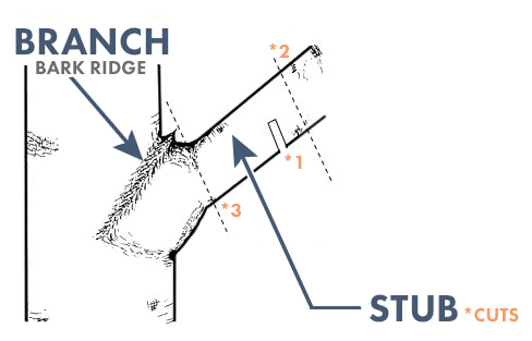 branch stubs or trunk branch stubs or trunk