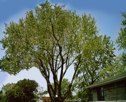Érable élagué dans la région de Montréal érable, arbre, élagage